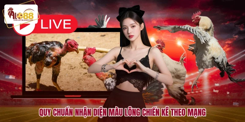 Xem Màu Mạng Gà Đá Chuẩn Phong Thủy Ngũ Hành Mới Nhất 2 Quy chuẩn nhận diện màu lông chiến kê theo mạng